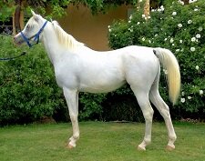 welbech_silver_magic_img20161206wa0002.jpg