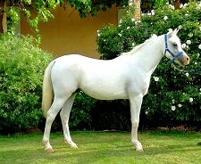 welbech_silver_magic_img20161206wa0003.jpg